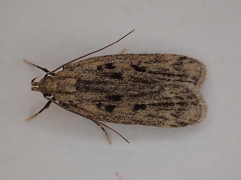 Himalayan Grain Moth Martyringa xeraula (Meyrick, 1910) | Butterflies ...