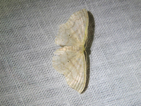 Large Lace-border Scopula limboundata (Haworth, 1809) | Butterflies and ...