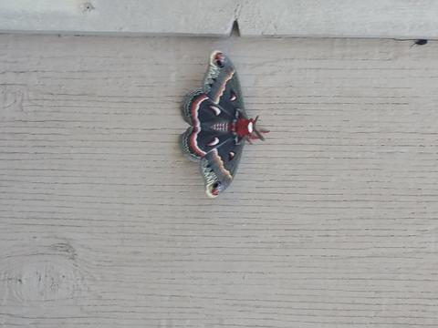 Cecropia silkmoth Hyalophora cecropia (Linnaeus, 1758) | Butterflies