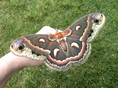 Cecropia silkmoth Hyalophora cecropia (Linnaeus, 1758) | Butterflies