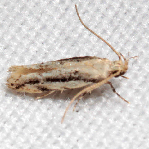 White-edged Coleotechnites Moth Coleotechnites albicostata (Freeman ...
