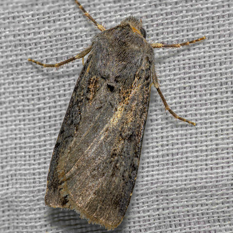 Reaper Dart Euxoa messoria (Harris, 1841) | Butterflies and Moths of ...