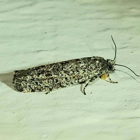 Eastern Boxelder Twig Borer Moth Proteoteras willingana (Kearfott, 1904 ...