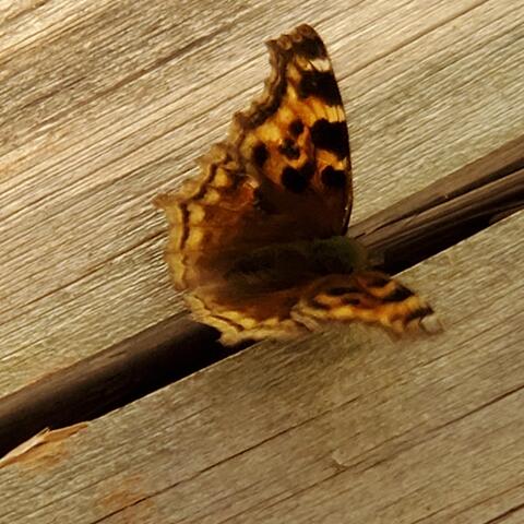 Butterflies and Moths of Vermont | Butterflies and Moths of North