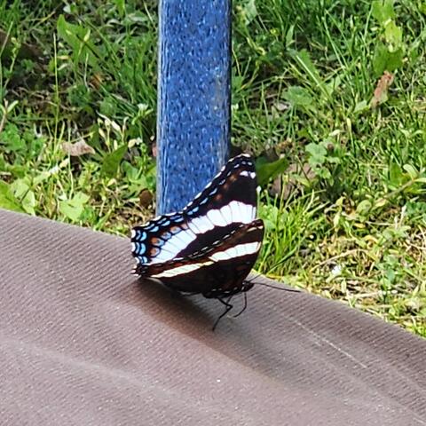 Butterflies and Moths of New York | Butterflies and Moths of North