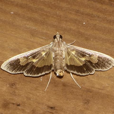 Pickleworm Moth Diaphania nitidalis (Stoll, 1781) | Butterflies and ...