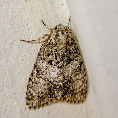 Retarded Dagger Moth Acronicta retardata (Walker, 1861) | Butterflies ...