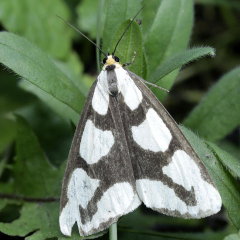 Leconte's Haploa Haploa lecontei (Guérin-Méneville, 1832) | Butterflies ...