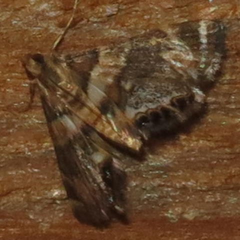 Dimorphic Leafcutter Moth Neargyractis slossonalis (Dyar, 1906 ...