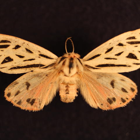 Arge Tiger Moth Grammia arge (Drury, 1773) | Butterflies and Moths of ...