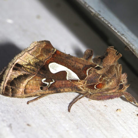 Bilobed Looper Moth Megalographa biloba (Stephens, 1830) | Butterflies ...