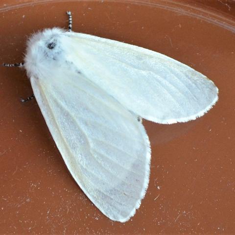 (White) Satin Moth Leucoma salicis (Linnaeus, 1758) | Butterflies and ...
