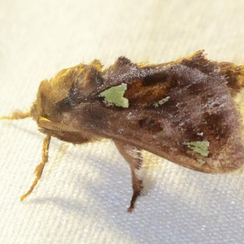 Spiny Oak-slug Moth Euclea delphinii (Boisduval, 1832) | Butterflies ...