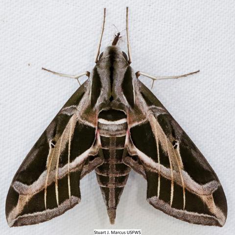 Vine sphinx Eumorpha vitis (Linnaeus, 1758) | Butterflies and Moths of ...