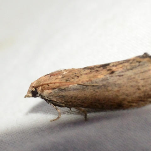 Greater Wax Moth Galleria mellonella (Linnaeus, 1758) | Butterflies and ...