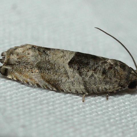 Cottonwood Twig Borer Moth Gypsonoma haimbachiana (Kearfott, 1907 ...