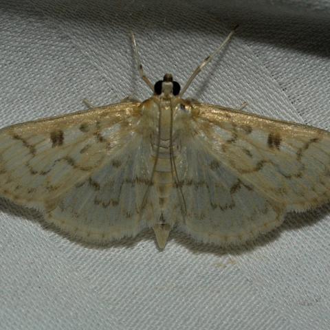 Herpetogramma abdominalis (Zeller, 1872) | Butterflies and Moths of ...