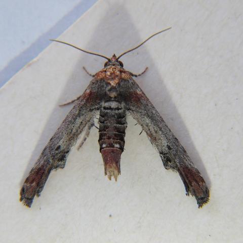 Dark Marathyssa Moth Marathyssa inficita (Walker, 1865) | Butterflies ...