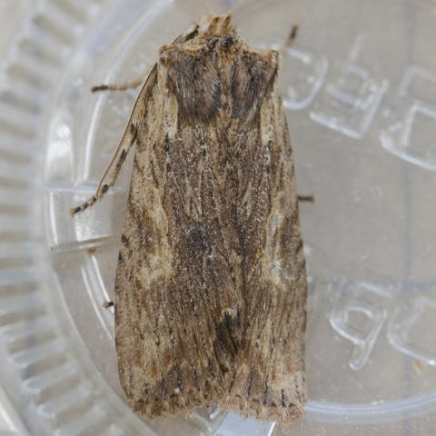 Hemina Pinion Moth Lithophane hemina (Grote, 1874) | Butterflies and ...