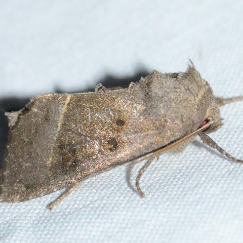 Stalk Borer Moth Papaipema nebris (Guenée, 1852) | Butterflies and ...