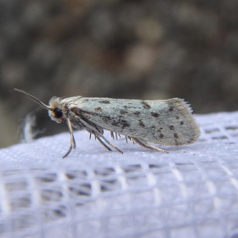 Greya punctiferella (Walsingham, 1888) | Butterflies and Moths of North ...