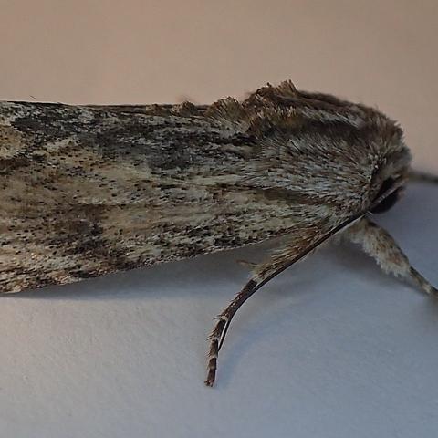 Southern Armyworm Moth Spodoptera eridania (Stoll, 1781) | Butterflies ...