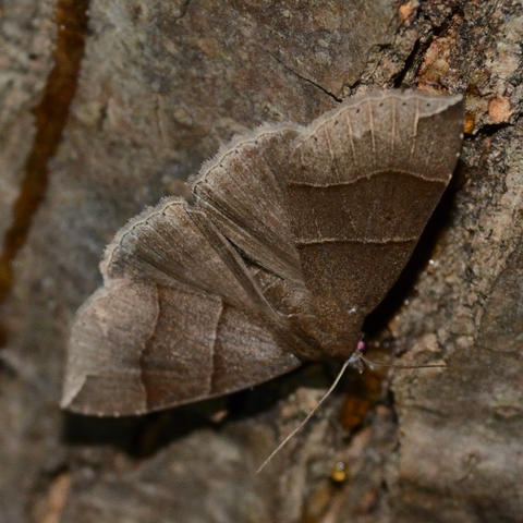 Maple Looper Moth Parallelia bistriaris Hübner, 1818 | Butterflies and ...
