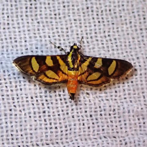 Red-waisted Florella Moth Syngamia florella (Stoll, 1781) | Butterflies ...