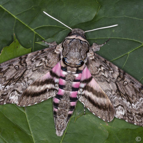 Pink-spotted hawk moth (Agrius cingulata) - Picture Insect