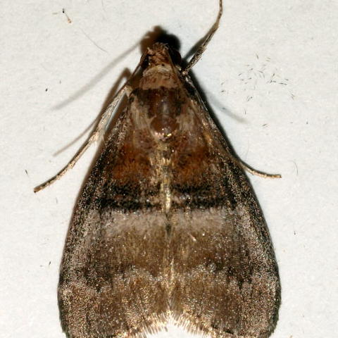 Sycamore Webworm Moth Pococera militella (Zeller, 1848) | Butterflies ...