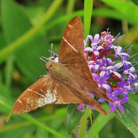Tanna Longtail Urbanus tanna Evans, 1952 | Butterflies and Moths of ...