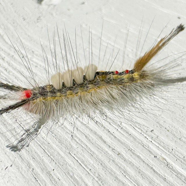https://www.butterfliesandmoths.org/sites/default/files/styles/bamona_scale_and_crop_640px_by_640px/public/bamona_images/042123_-_white_marked_tussock_moth_caterpillar_-_1a.jpg?itok=N_NAjA6r