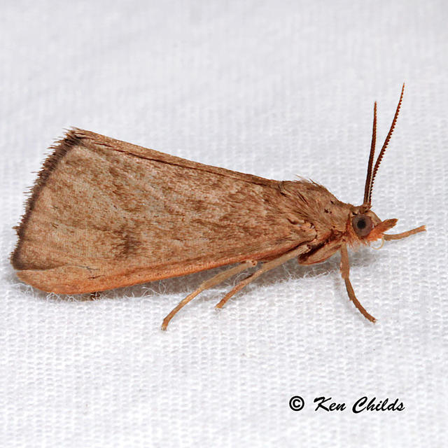 Tawny Holomelina Virbia opella (Grote, 1863) | Butterflies and Moths of ...