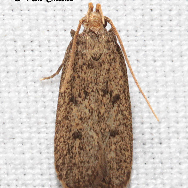Juniper Tip Moth Glyphidocera juniperella (Adamski, 1987) | Butterflies ...