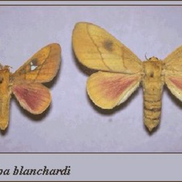 https://www.butterfliesandmoths.org/sites/default/files/styles/bamona_scale_and_crop_640px_by_640px/public/bamona_images/1651_43.jpg?itok=5H4_J-ak