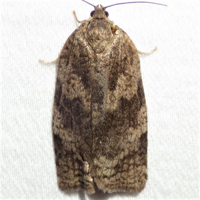 Large Aspen Tortrix Moth Choristoneura conflictana (Walker, 1863 ...