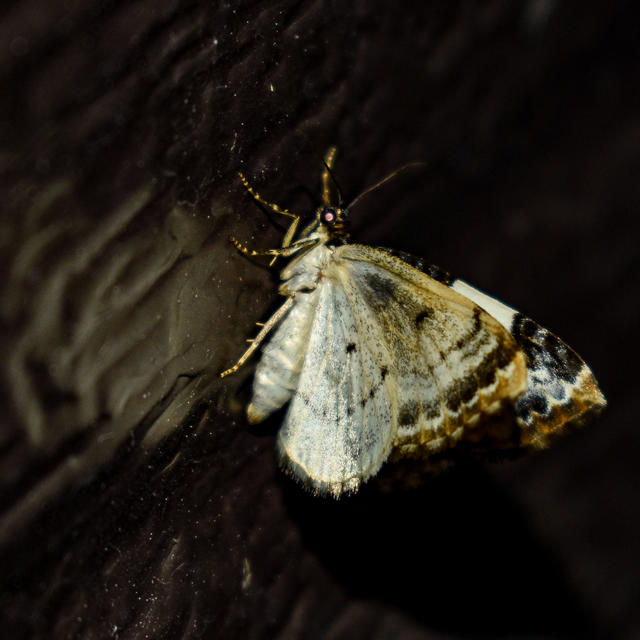 White Cedar Moth  KathyW's WebSite