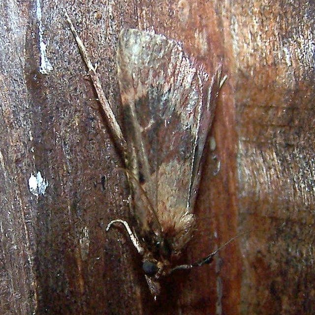 Asimina webworm moth Omphalocera munroei (Martin, 1956) | Butterflies ...