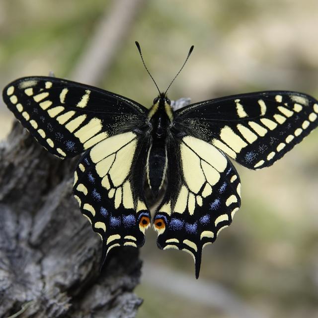 Anise Swallowtail Papilio zelicaon Lucas, 1852 | Butterflies and