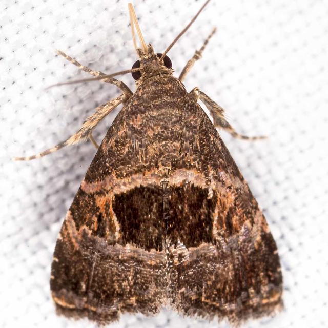 Tripudia rectangula (Pogue, 2009) | Butterflies and Moths of North America