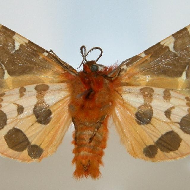 Garden Tiger Moth or Great Tiger Moth Arctia caja (Linnaeus, 1758 ...