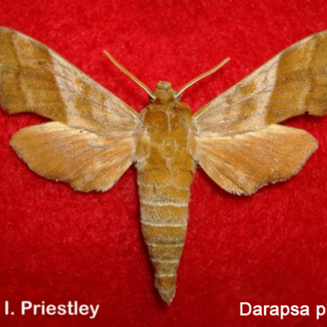 Azalea Sphinx Darapsa choerilus (pholus) (Cramer, [1780