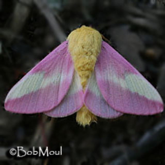 https://www.butterfliesandmoths.org/sites/default/files/styles/bamona_scale_and_crop_640px_by_640px/public/bamona_images/Dryocampa-rubicunda-Bob-Moul-235_0.jpg?itok=OG9qrmXv