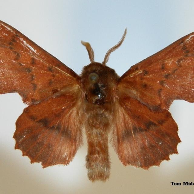 Lappet Moth Phyllodesma americana (Harris, 1841) | Butterflies and ...