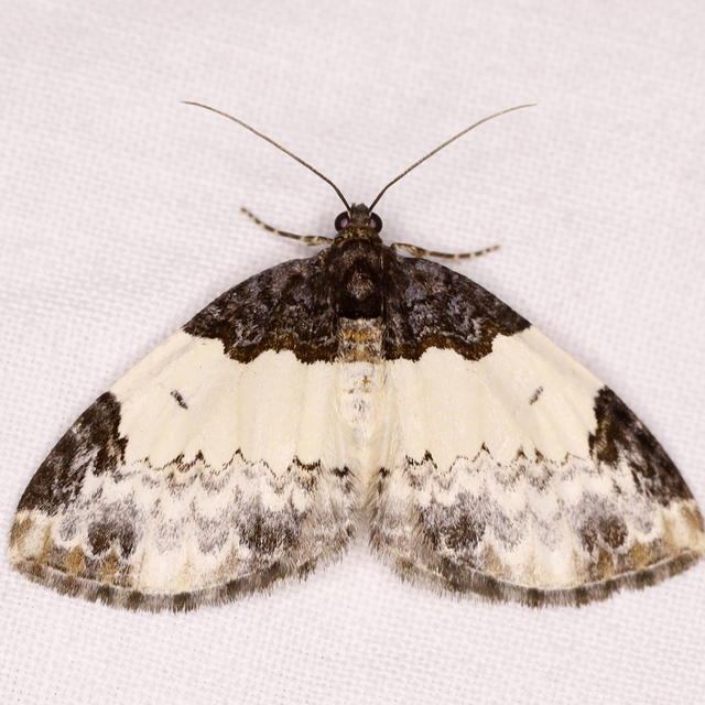https://www.butterfliesandmoths.org/sites/default/files/styles/bamona_scale_and_crop_640px_by_640px/public/bamona_images/_h6a9202.jpg?itok=pyPT5ErR