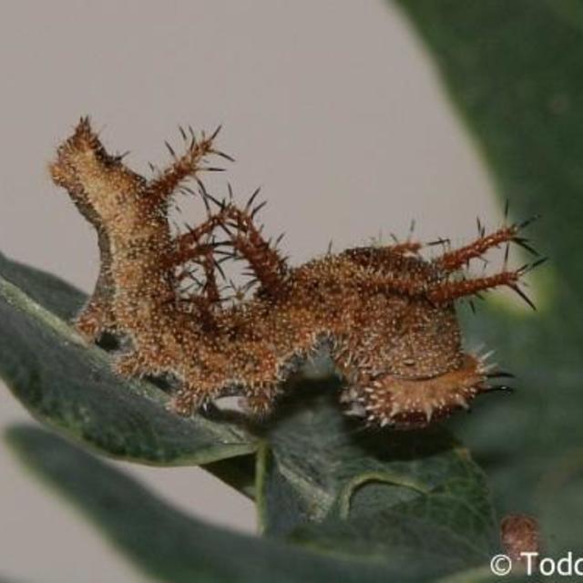 Arizona Sister Adelpha eulalia (Doubleday, [1848]) | Butterflies