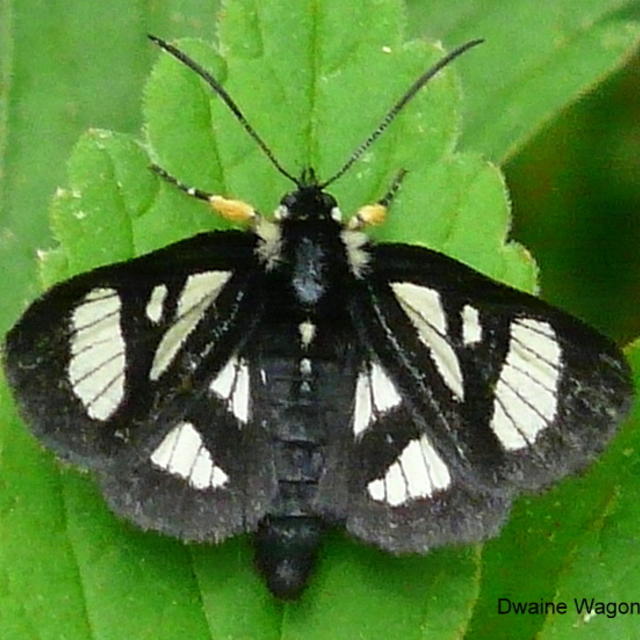 Androloma maccullochii (Kirby, 1837) | Butterflies and Moths of