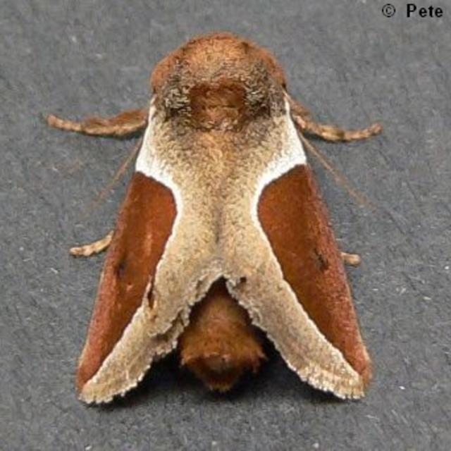 Skiff Moth Prolimacodes badia (Hübner, 1822) | Butterflies and Moths of ...