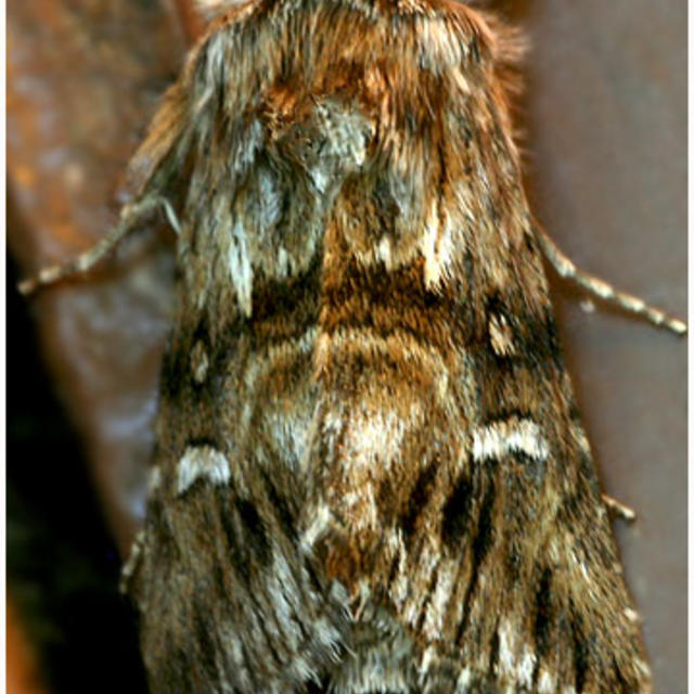 Cloth moths  Wilson Control