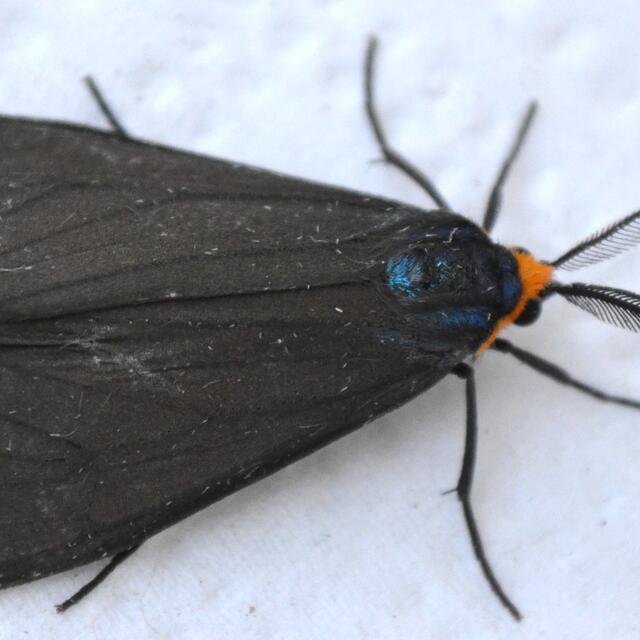 tobacco black moth hawk identification and appearance Southern flannel moth adults glow